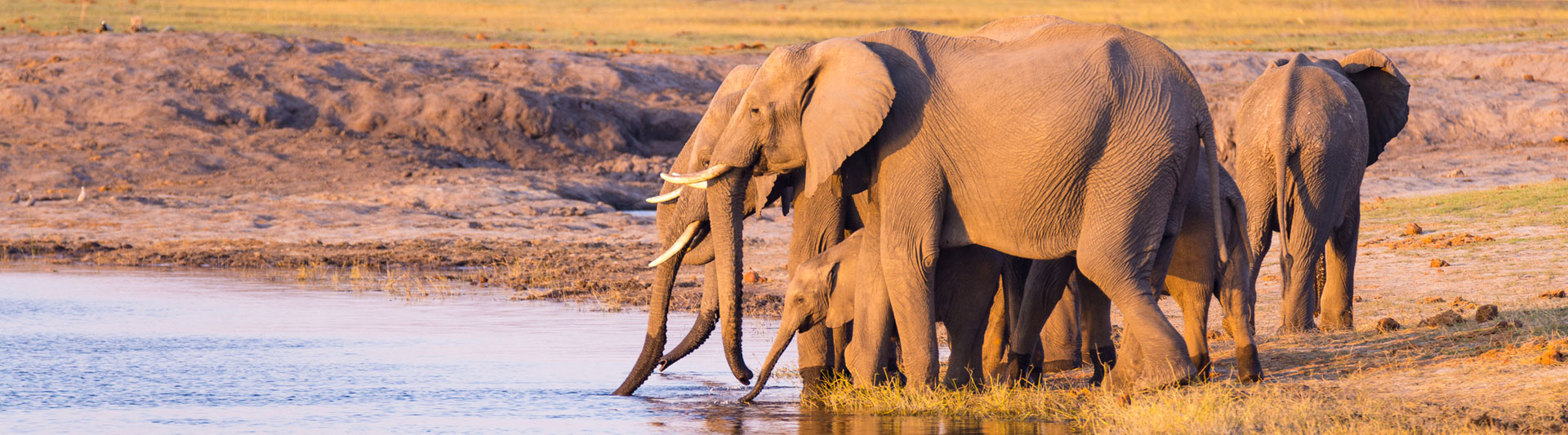Themed Chobe river safari cruises