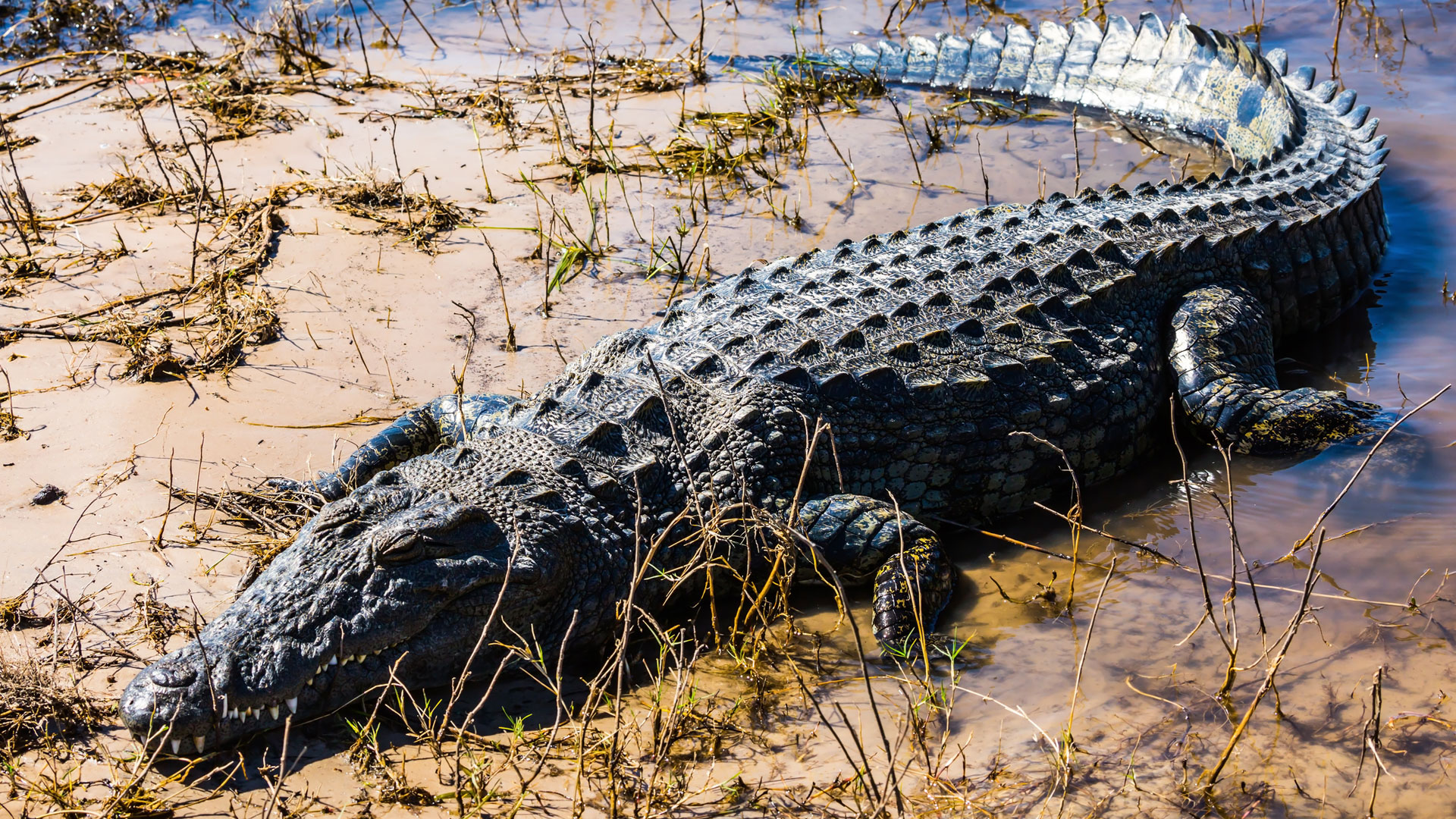 Exclusive Chobe River safari destinations