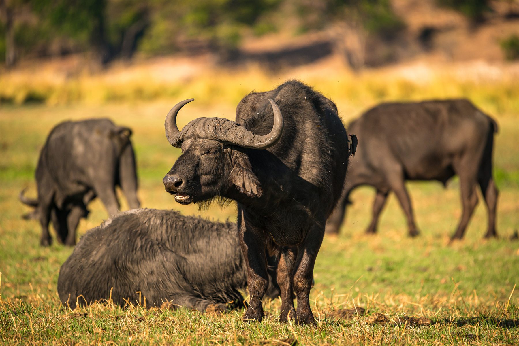 Cape buffalo herd grazing on the Chobe floodplain
