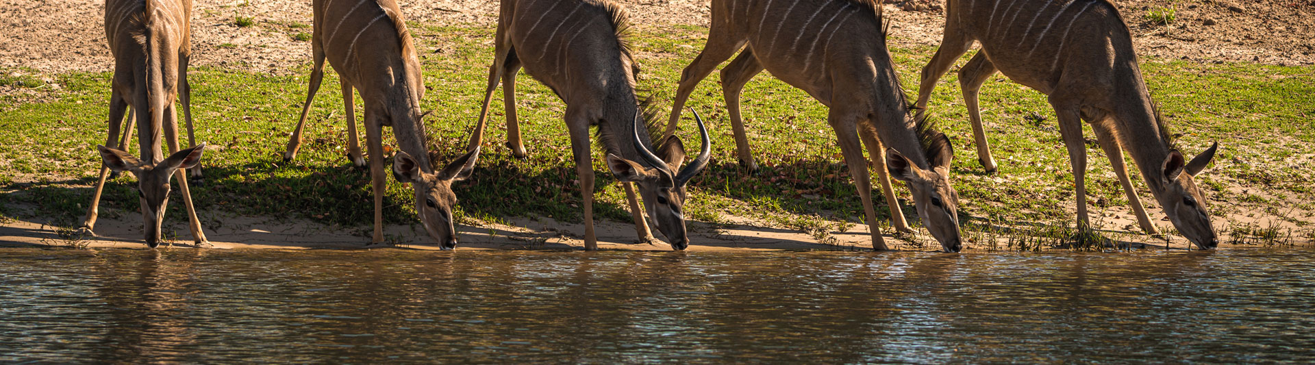 Chobe River Boat Cruises — Chobe River Boat Cruises