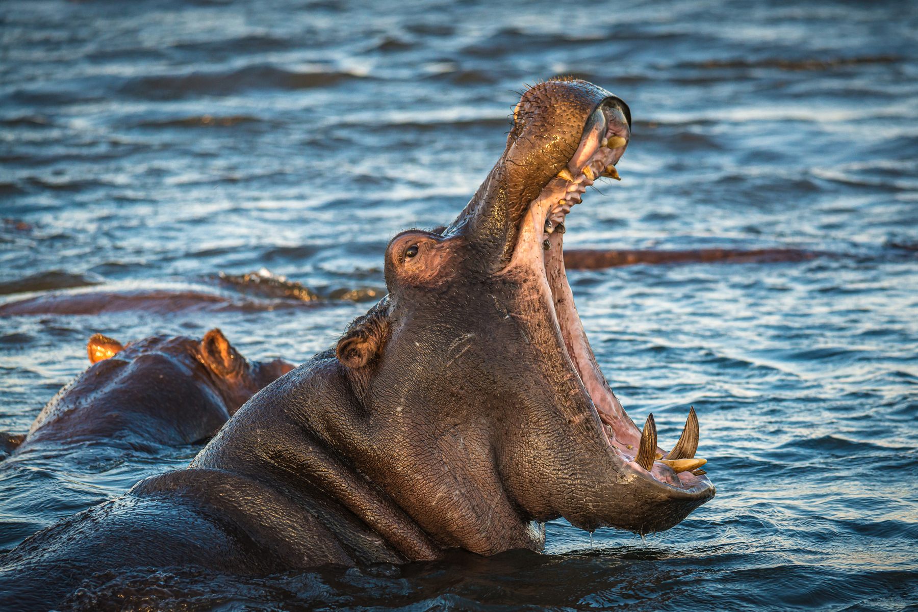Hippo yawning in the Chobe River
